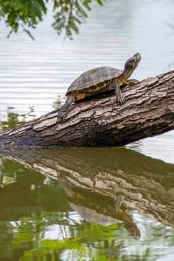 Suyun ortasında kaplumbağa dalı