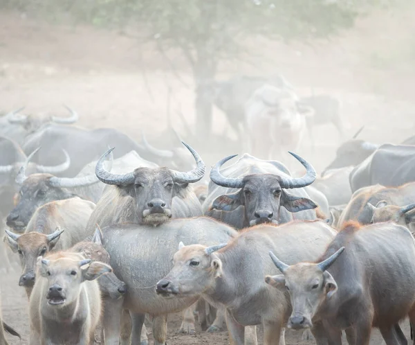 Muitos Rebanhos Búfalos Nas Províncias Sul Tailândia — Fotografia de Stock
