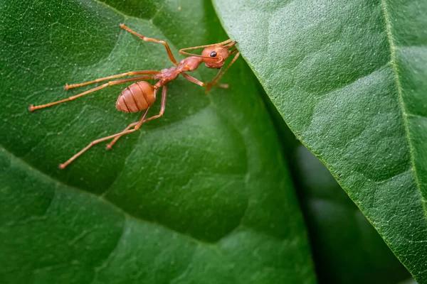 Closeup Red Ants Build Nests Green Leaves — Stock Photo, Image