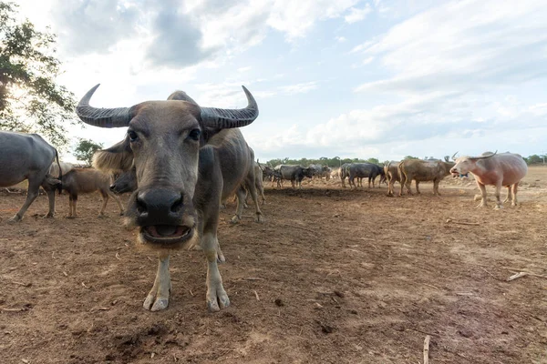 Muitos Rebanhos Búfalos Nas Províncias Sul Tailândia — Fotografia de Stock