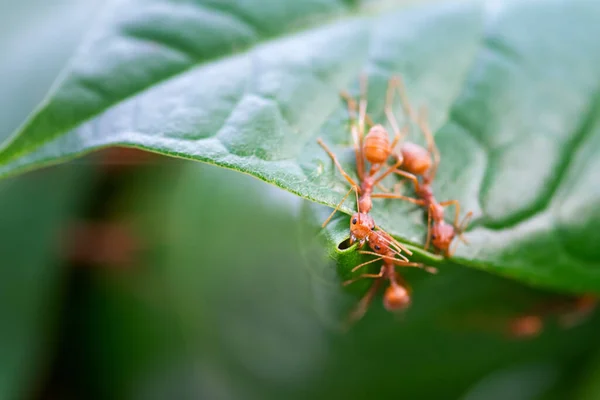 Closeup Formigas Vermelhas Constroem Seus Ninhos Folhas Verdes — Fotografia de Stock