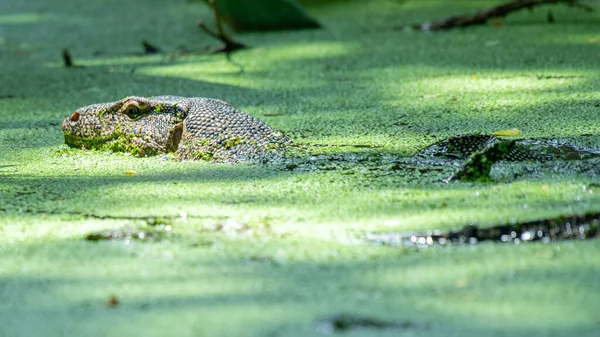 Lagarto Nada Água Com Erva Daninha — Fotografia de Stock