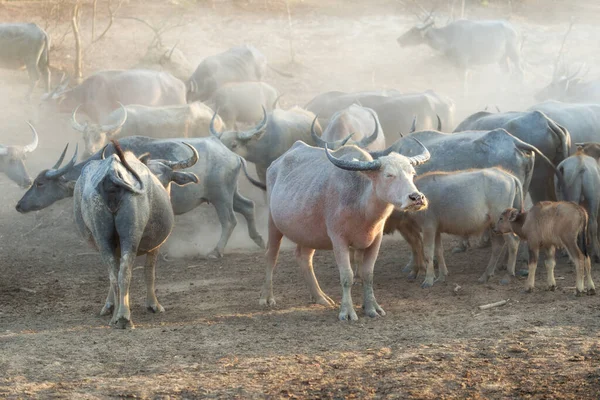 泰国南部省份的许多水牛群 — 图库照片