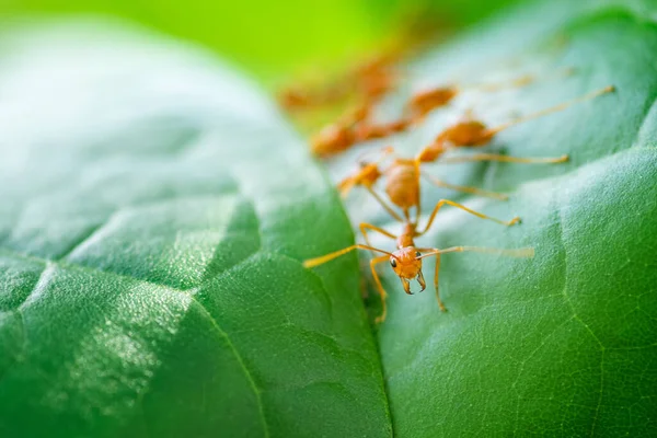 Closeup Red Ants Build Nests Green Leaves — Stock Photo, Image
