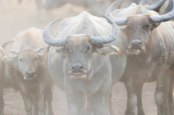 泰国南部省份的许多水牛群 — 图库照片