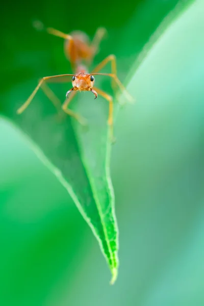 Gros Plans Les Fourmis Rouges Construisent Leurs Nids Sur Des — Photo