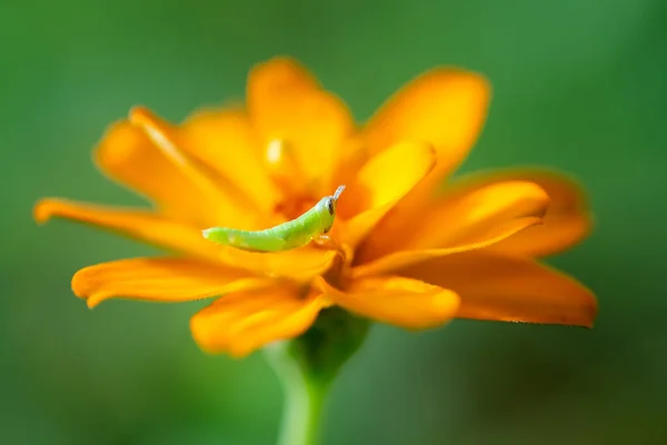 Крупный План Зеленого Кузнечика Оранжевых Цветах — стоковое фото