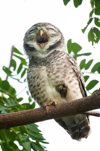 Fleckenkauz Der Natur Auf Einem Baum — Stockfoto