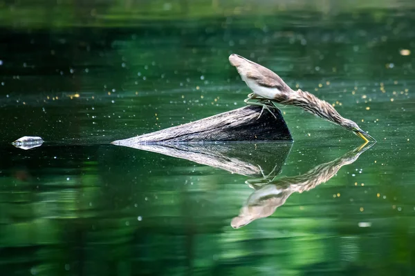 Egret Ültetett Egy Ágon Víz Közepén — Stock Fotó