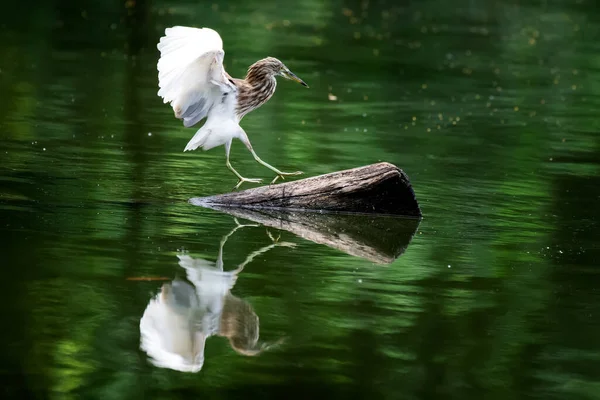 Egret Perched Branch Middle Water — Stock Photo, Image