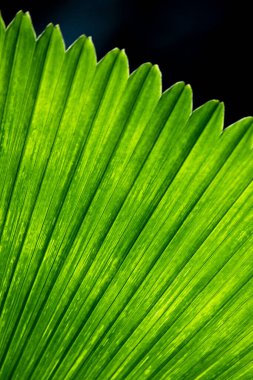 Palmiye yaprakları güneş ışığında yeşil parlar..