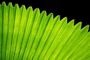 Palmiye yaprakları güneş ışığında yeşil parlar..