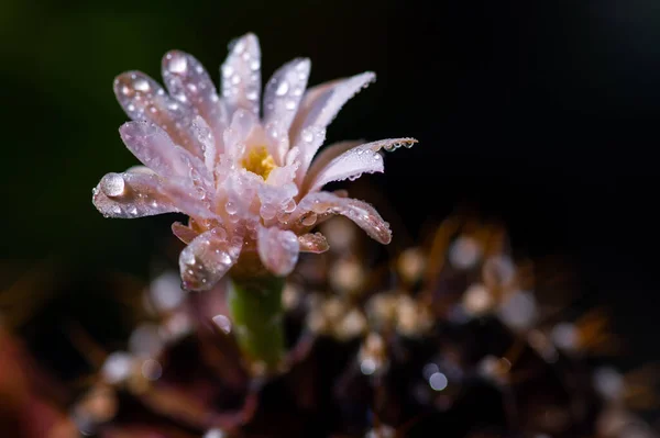 Cactus de flor rosa fotos de stock, imágenes de Cactus de flor rosa sin royalties | Depositphotos Cactus de flor rosa fotos de stock, imágenes de Cactus de flor rosa sin royalties | Depositphotos