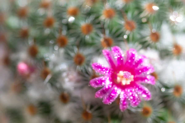 Крупним Планом Або Макро Рожевий Квітковий Кактус — стокове фото
