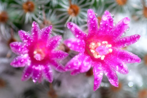 Närbild Eller Makro Rosa Blomma Kaktus — Stockfoto