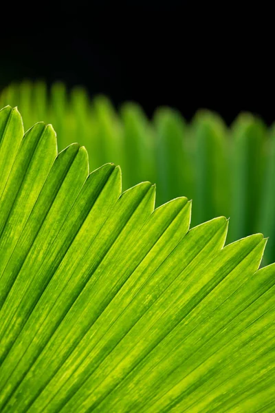 Las Hojas Palma Brillan Verdes Luz Del Sol — Foto de Stock