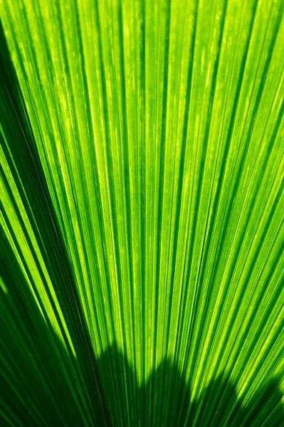 Las Hojas Palma Brillan Verdes Luz Del Sol —  Fotos de Stock