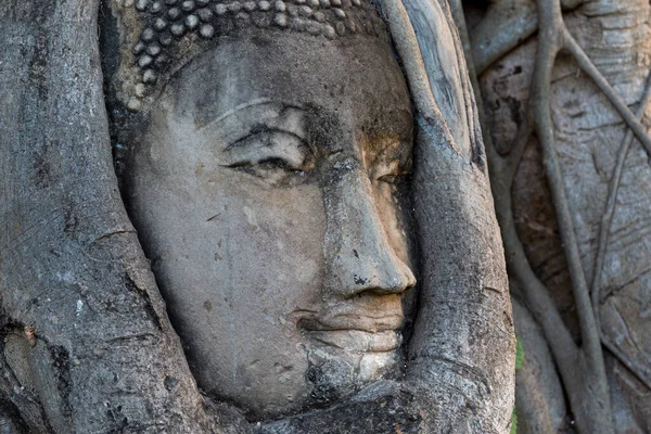 Phra Buddha Kopf Einem Baum Befestigt Ayutthaya — Stockfoto