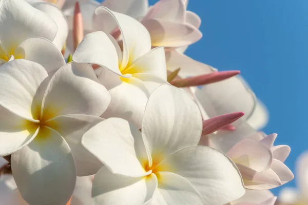 Ομάδα Λευκών Λουλουδιών Frangipani Plumeria Μια Ηλιόλουστη Μέρα Φυσικό Υπόβαθρο — Φωτογραφία Αρχείου