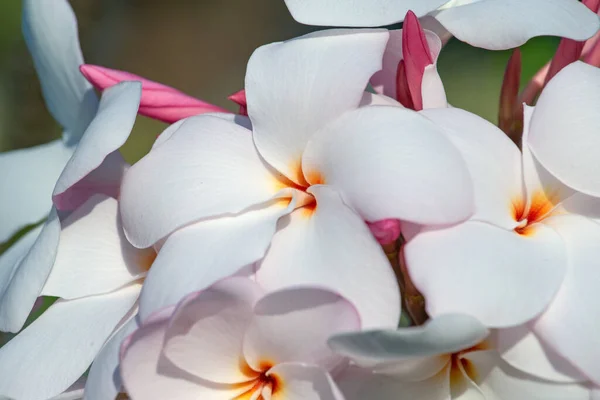 Группа Белых Цветов Frangipani Plumeria Солнечный День Естественном Фоне — стоковое фото