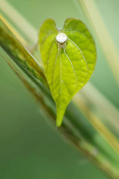 Pequeños Insectos Sobre Hojas Verdes Naturaleza — Foto de Stock