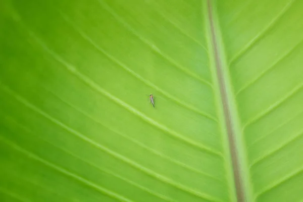 Kleine Insekten Auf Grünen Blättern Der Natur — Stockfoto