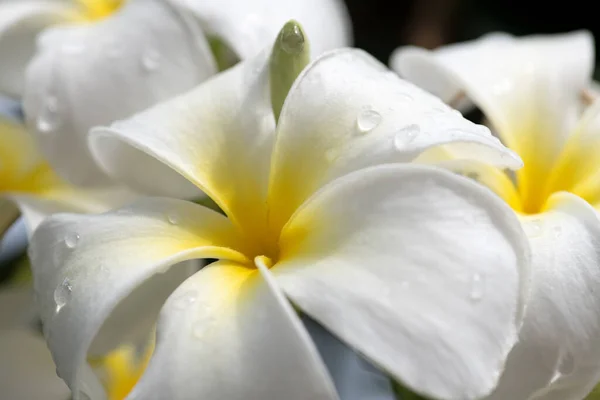 Grupa Białych Kwiatów Frangipani Plumeria Słoneczny Dzień Naturalnym Tłem — Zdjęcie stockowe