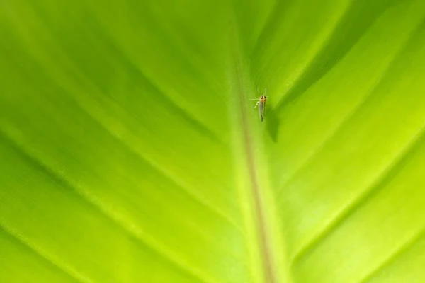 Small Insects Green Leaves Nature — Stock Photo, Image