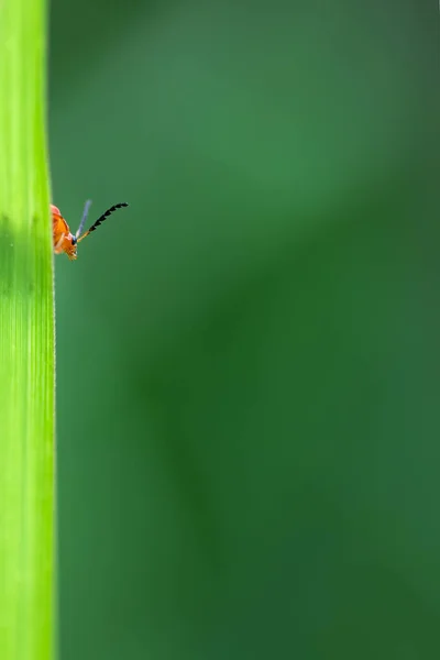 自然界绿叶上的小昆虫 — 图库照片