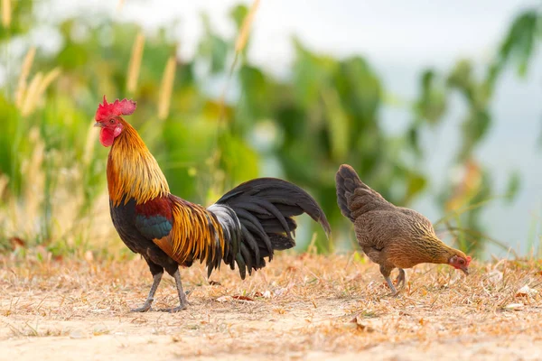 Bantam Horoz Doğada Dağda Yürüyor — Stok fotoğraf