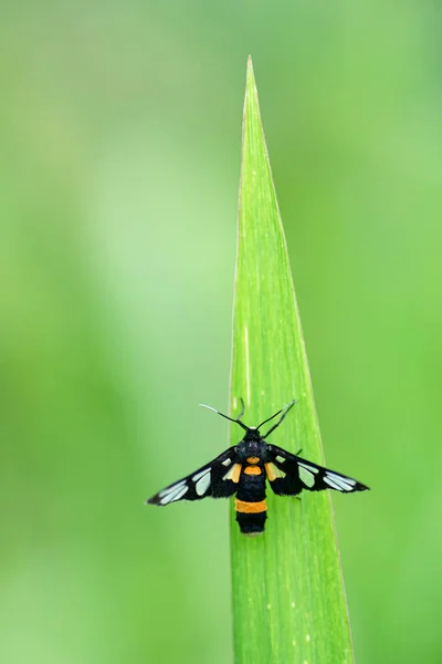 Pequeños Insectos Sobre Hojas Verdes Naturaleza — Foto de Stock