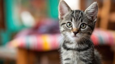 Yumuşak kürklü sevimli bir kedi, parlak anlamlı gözler, bulanık pastel arka planda zarif bir şekilde oturuyor, sıcak ve rahat bir atmosfer, büyüleyici ve oyuncu bir tarz, geniş bir kopya alanı, web sitesi ya da baskı için.