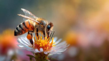 Bir çiçekte nektar toplayan sevimli bir arıya yakın plan, yumuşak bulanık doğal arkaplan, sıcak güneş ışığı, canlı ve canlı renkler, narin ve büyüleyici tarz, geniş kopya alanı, web sitesi veya baskı için