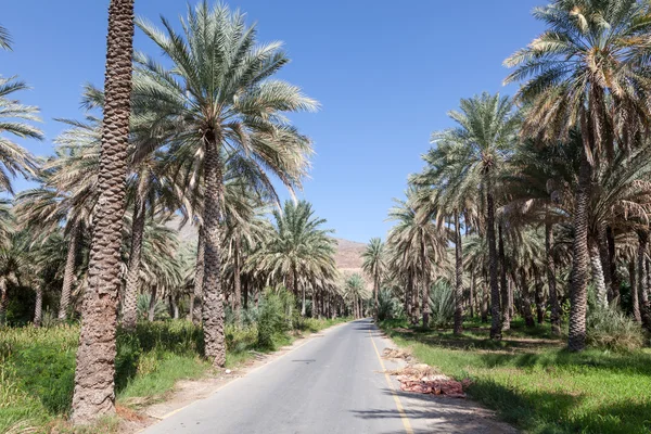 Palmbomen in een oase, Oman — Stockfoto