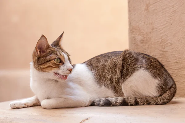 Gato em Nizwa, Omã — Fotografia de Stock