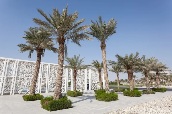 Palmbomen in Doha, Qatar — Stockfoto