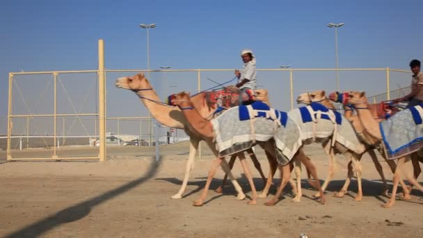 Racing kamelen In Qatar — Stockvideo