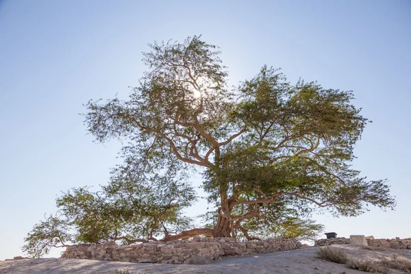 Tree of Life in Bahrein (Bahrain) — Stockfoto