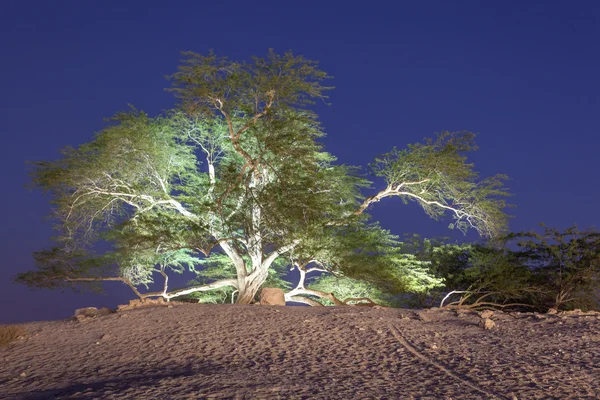 Livets träd i Bahrain — Stockfoto