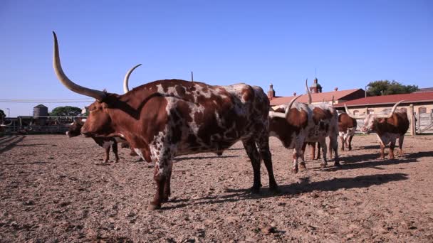 Longhorns in Texas — Stockvideo