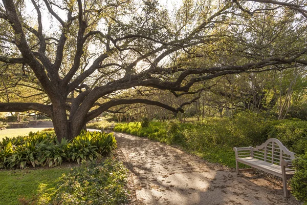 Ława i drzewa w parku miejskim w Fort Worth, Tx, Stany Zjednoczone Ameryki — Zdjęcie stockowe