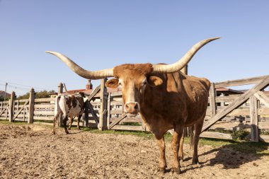 Longhorn steer in Texas clipart