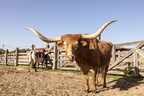 在德克萨斯州的 longhorn 转向 — 图库照片