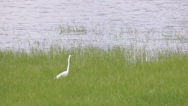 O Grande Egret no Texas — Vídeo de Stock