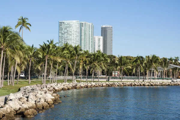 Palm Trees in Miami, Florida, USA — Stock Photo, Image