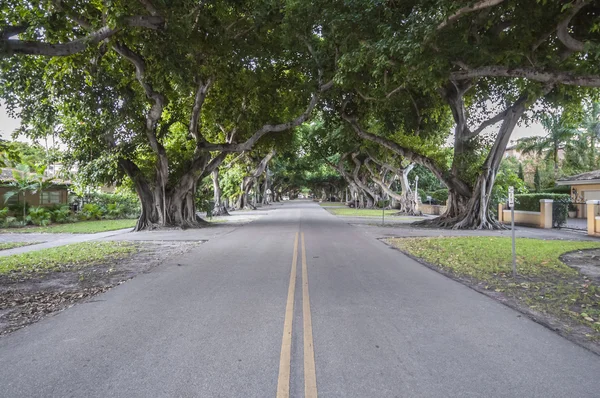 Giant Banyan Trees in Coral Gables, Florida, USA — Stock Photo, Image