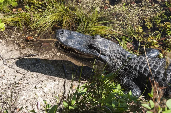 短吻鳄在佛罗里达大沼泽地国家公园 — 图库照片