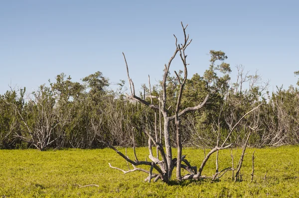 Albero secco nella palude del Parco Nazionale delle Everglades, Florida, USA — Foto Stock