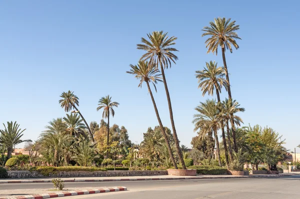 Palmiye ağaçları'nin şehir adını Marrakesh, Morocco — Stok fotoğraf