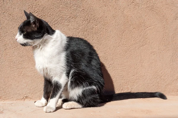 Güneşin altında oturan Faslı yarı vahşi kedi — Stok fotoğraf
